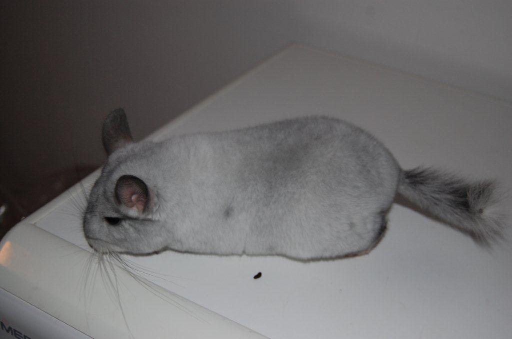 Chinchilla Snebold billede 8