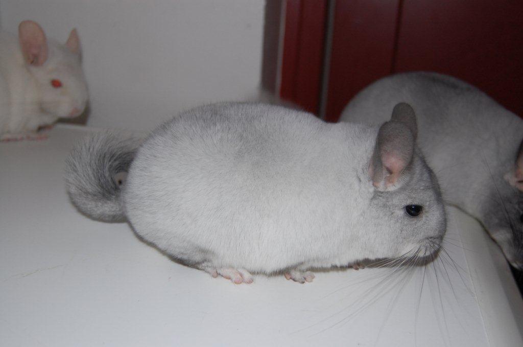 Chinchilla Snebold billede 9