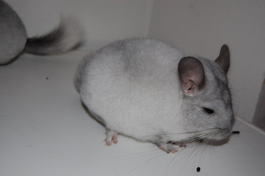 Chinchilla Snebold billede 10