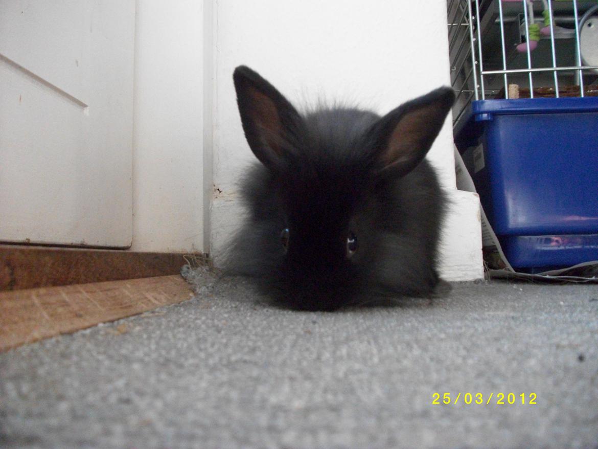 Kanin Tashina Veronique - det mislykkedes for hende, at gemme sig :) billede 1