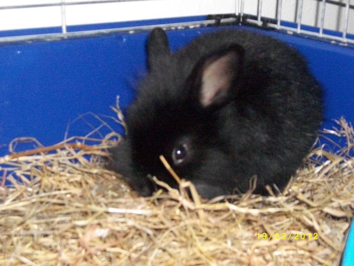 Kanin Tashina Veronique - hø, det en god ting for maven :) billede 2