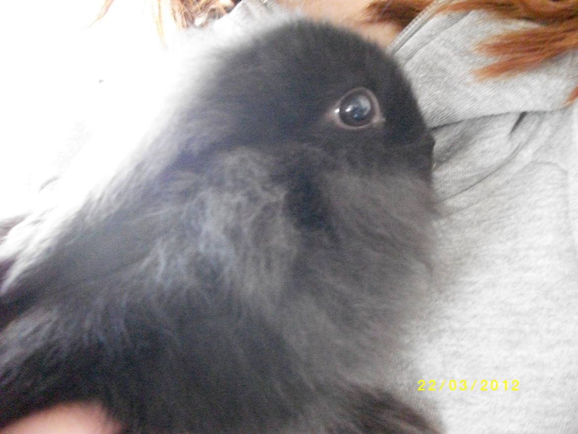 Kanin Tashina Veronique - at ligge helt op ved brystet og halsen, er noget vi kan lide ;-) billede 5