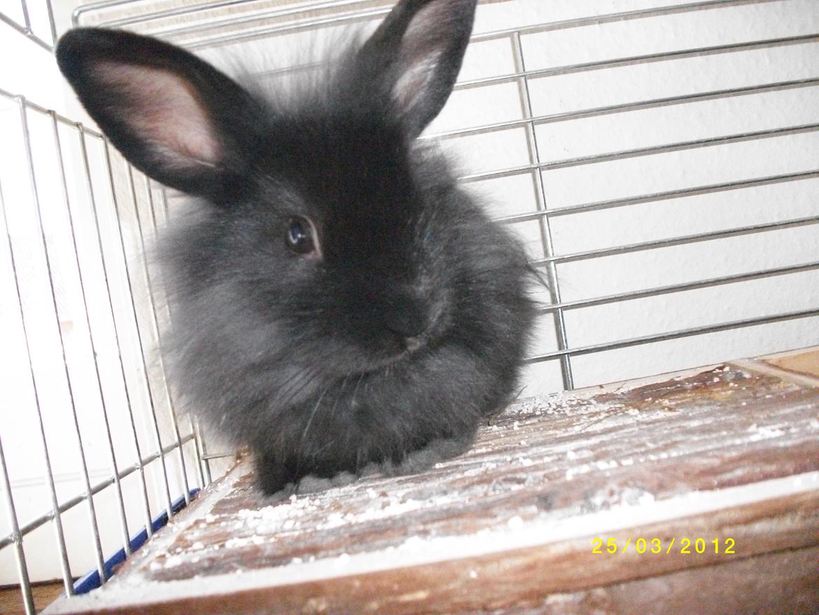 Kanin Tashina Veronique - nysgerrige lille tøs :* billede 6