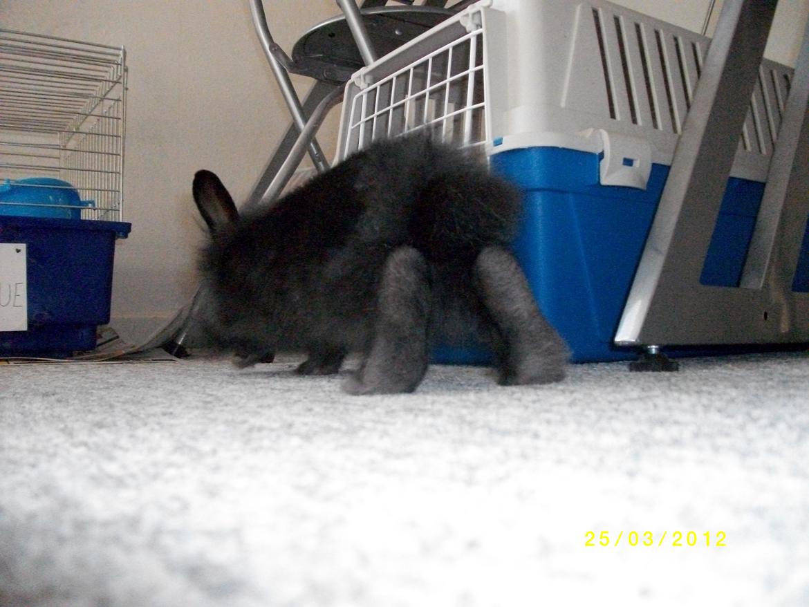 Kanin Tashina Veronique - du må kun se min bagdel :) billede 9