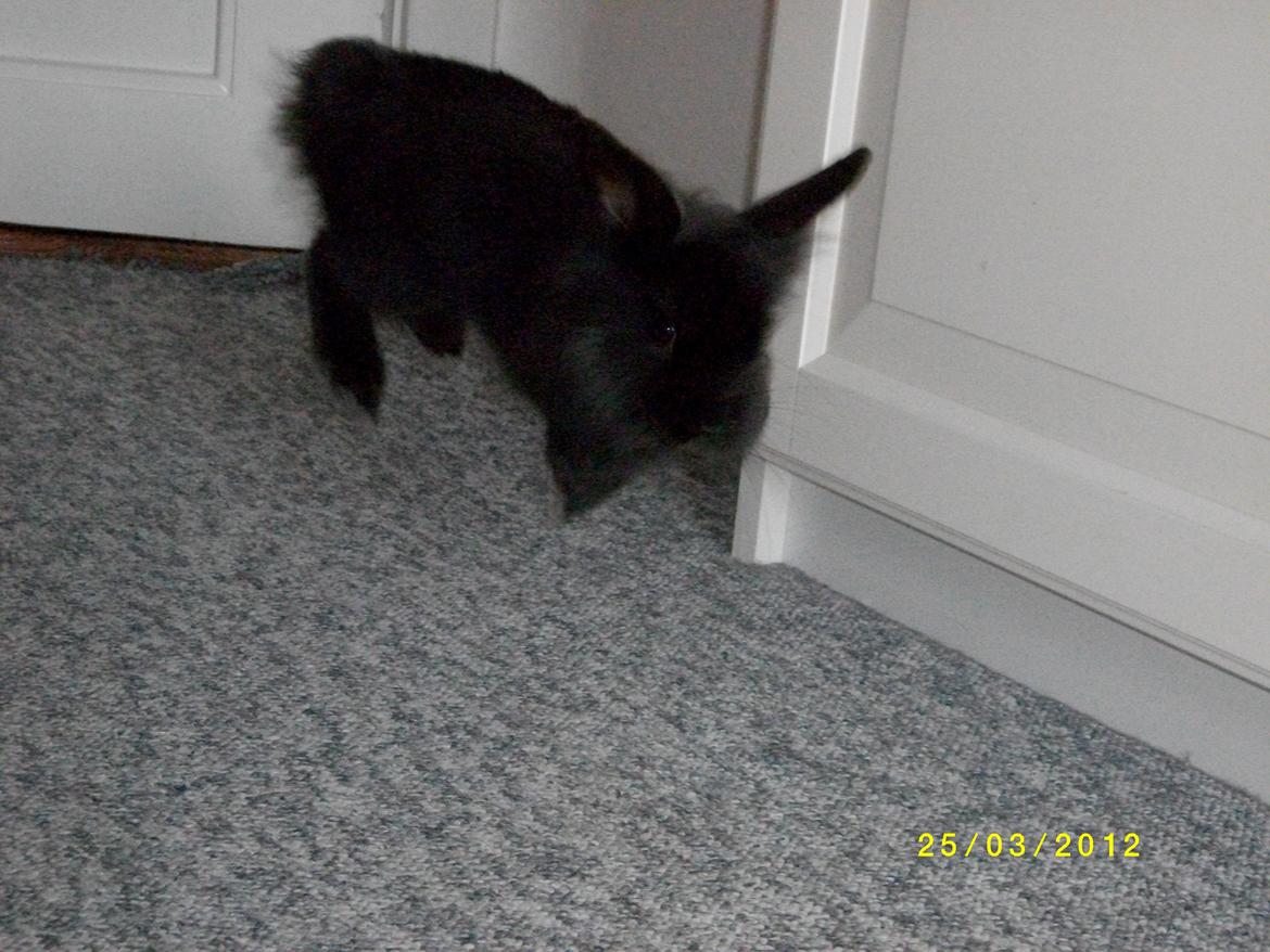 Kanin Tashina Veronique - dette er bare ét af hendes mystiske krumspring ;)  billede 14