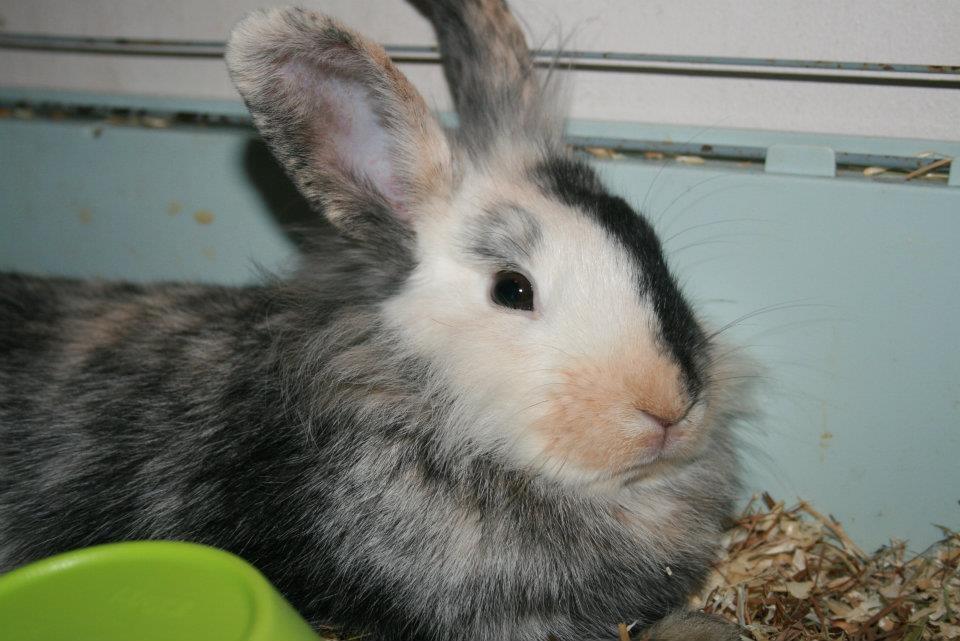 Kanin Bunnie<3 :'D billede 2