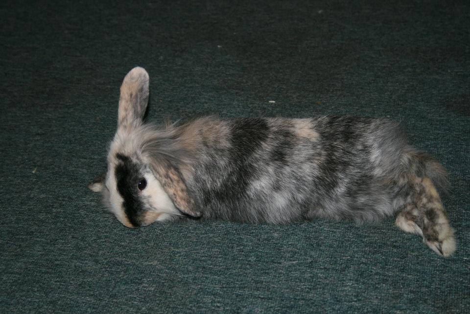 Kanin Bunnie<3 :'D billede 1