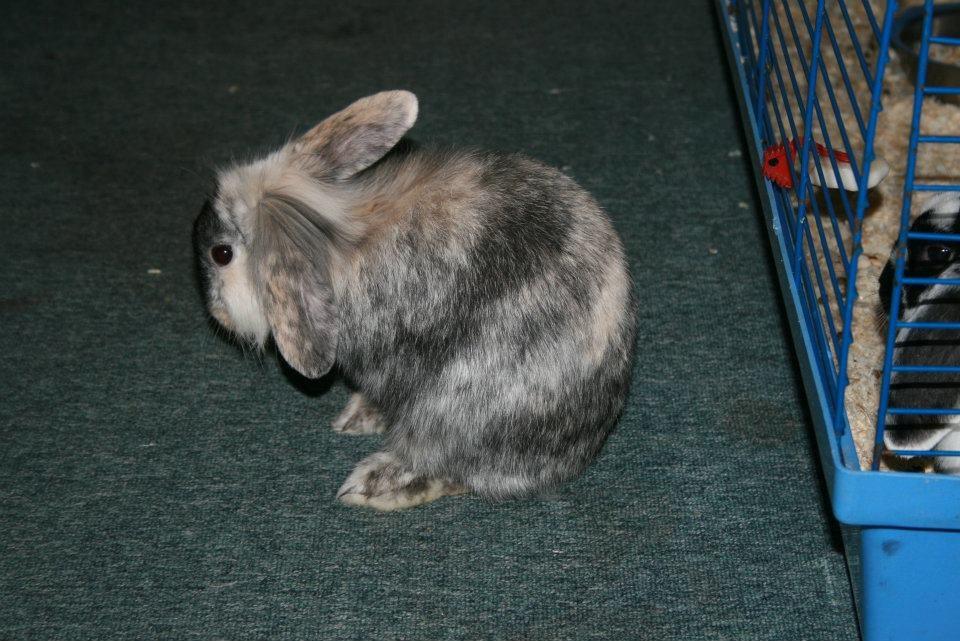 Kanin Bunnie<3 :'D billede 4