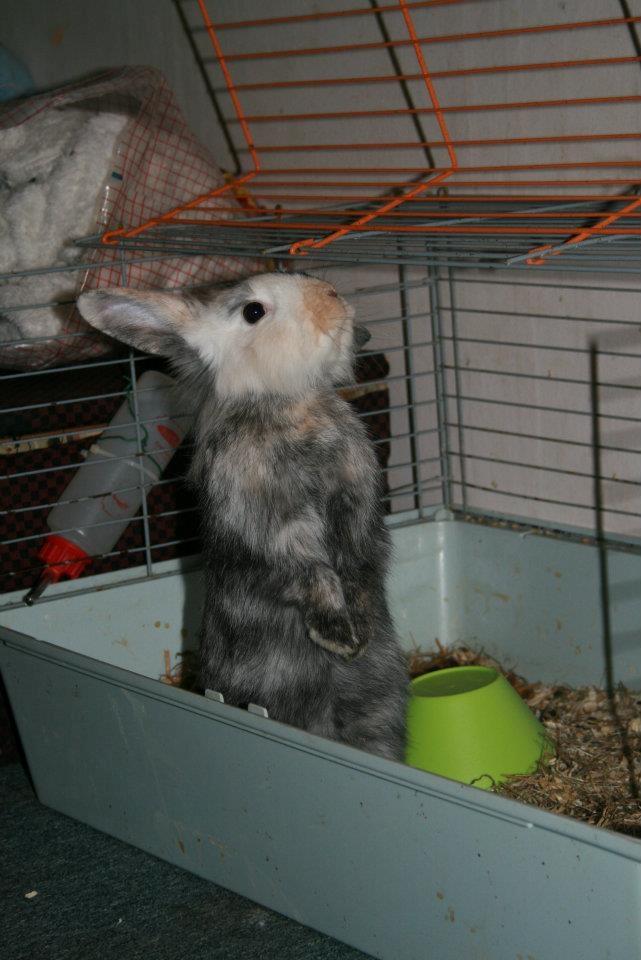 Kanin Bunnie<3 :'D billede 3