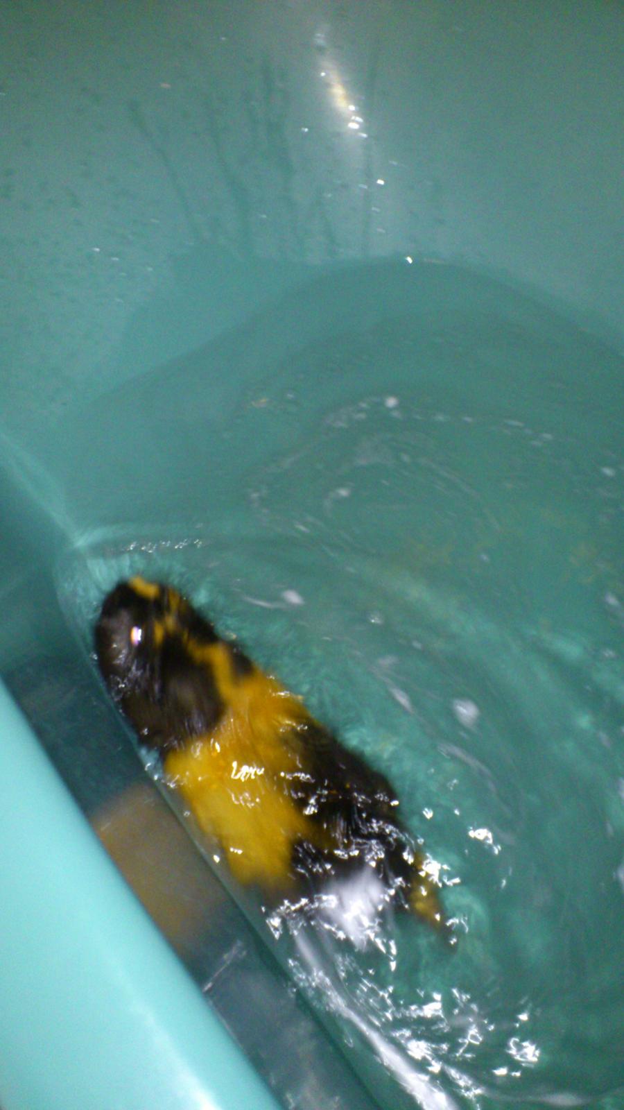 Marsvin kikki - kikki svømmer billede 2