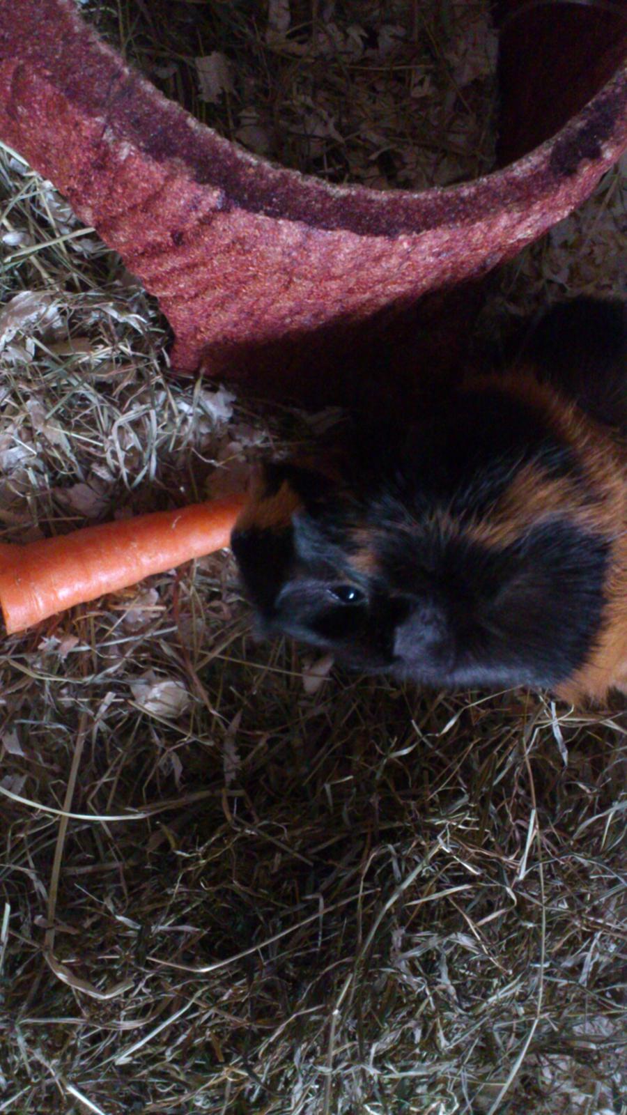 Marsvin kikki - kikki i gang med sin gulerød billede 3