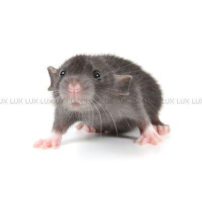 Tamrotte *Lux Twilight* billede 1