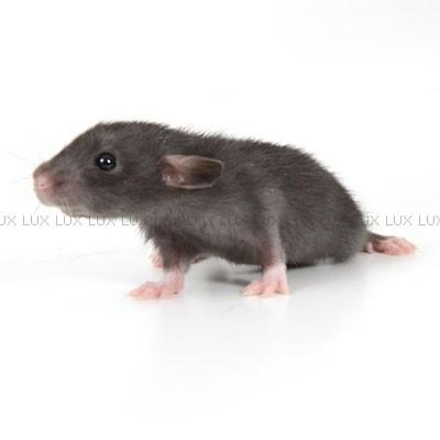 Tamrotte *Lux Twilight* billede 3