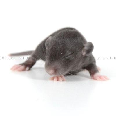 Tamrotte *Lux Twilight* billede 6