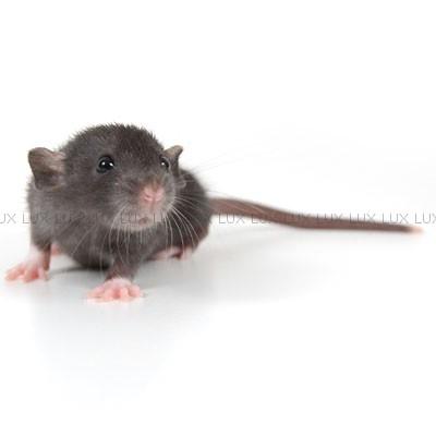 Tamrotte *Lux Twilight* billede 11