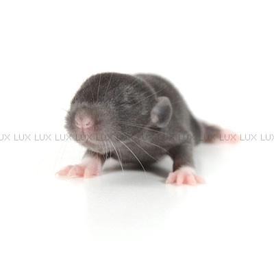 Tamrotte *Lux Twilight* billede 12