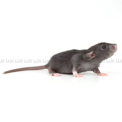 Tamrotte *Lux Twilight* billede 13