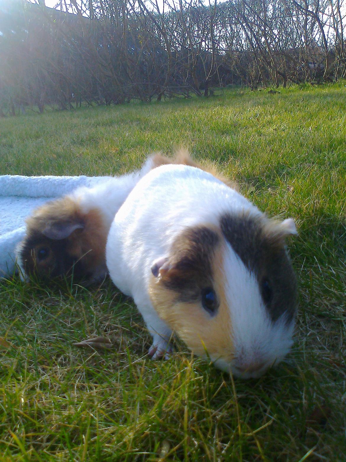 Marsvin Bluebells Anya billede 10