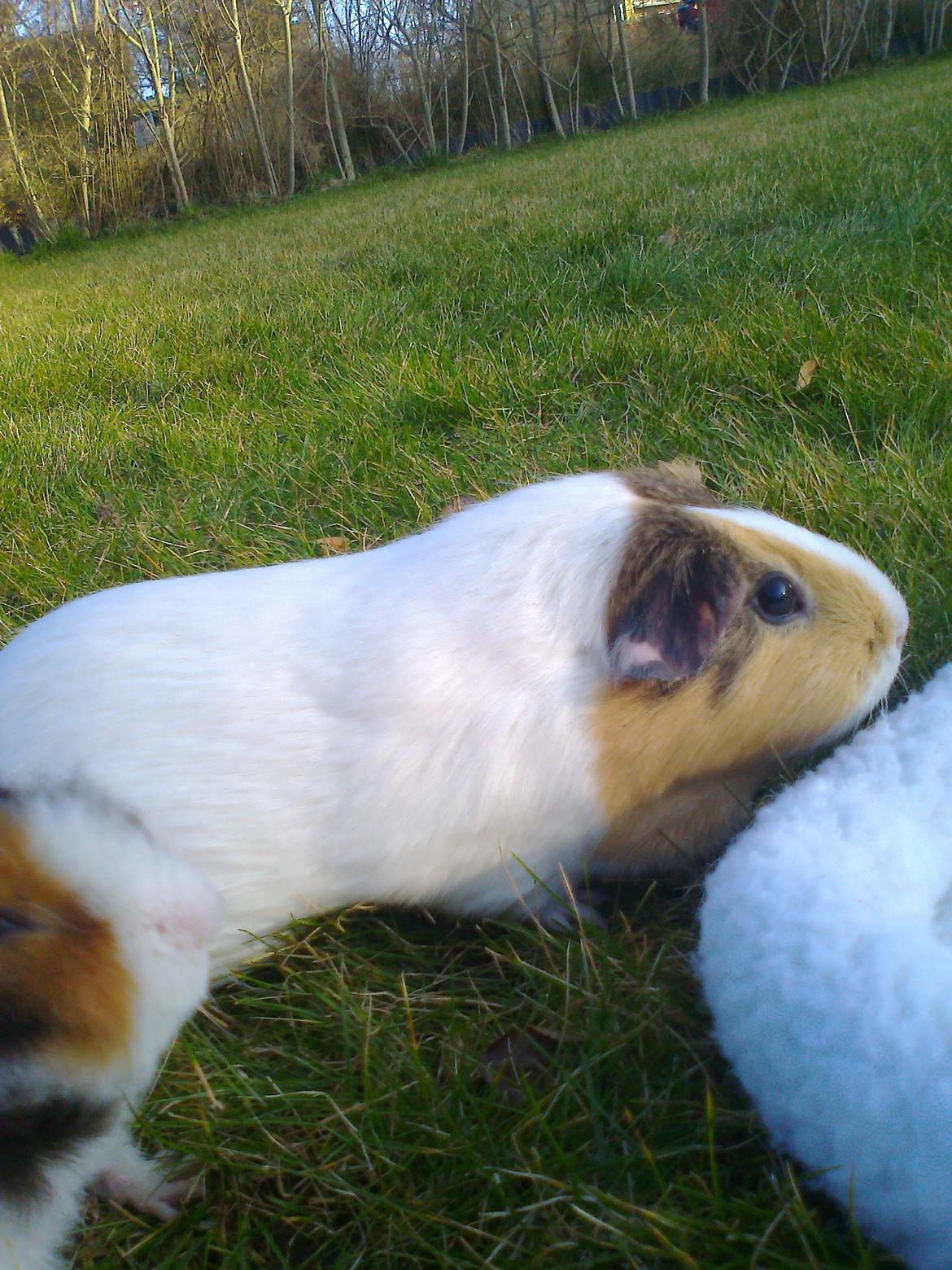 Marsvin Bluebells Anya billede 11