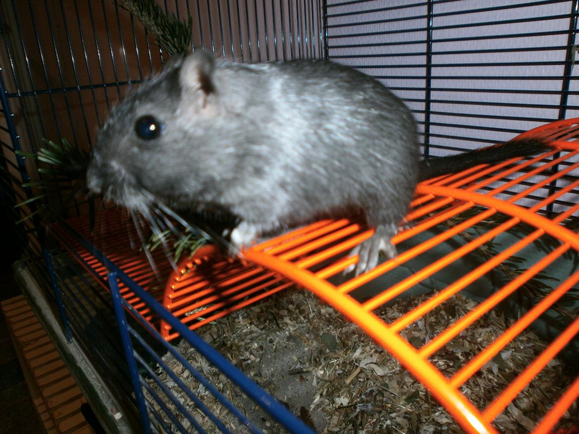 Ørkenrotte Princess Tuka billede 1