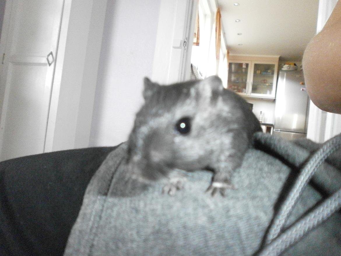 Ørkenrotte Princess Tuka billede 3