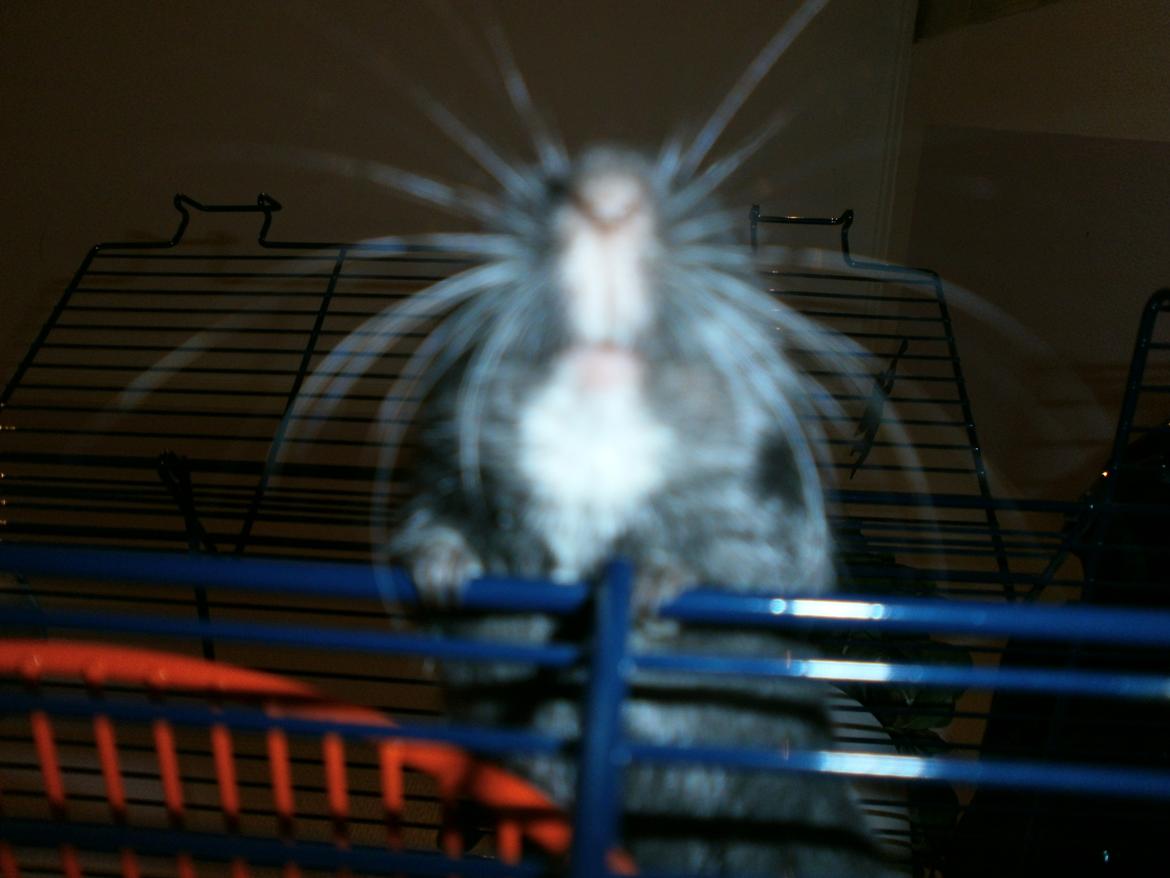 Ørkenrotte Princess Tuka billede 4