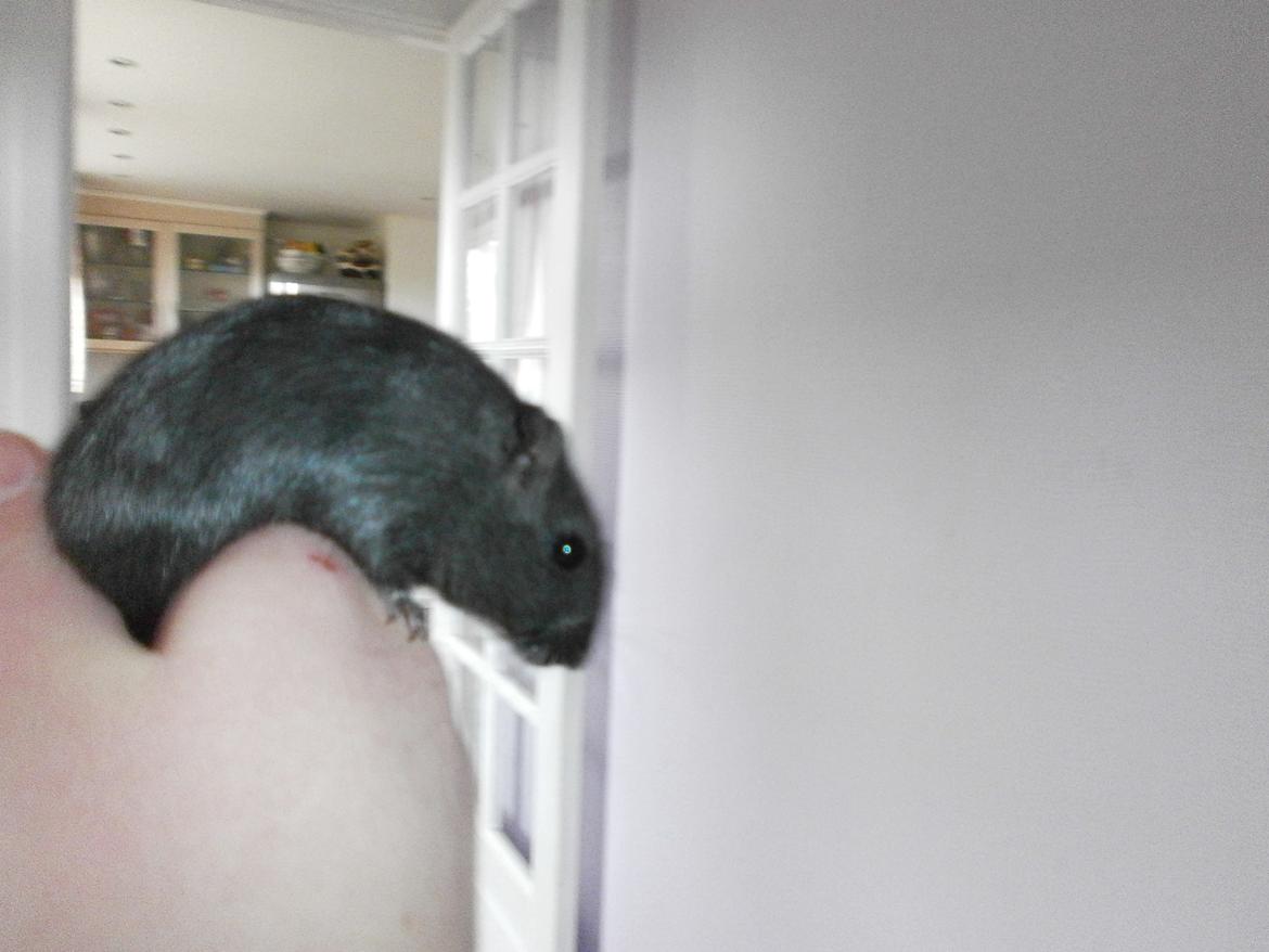 Ørkenrotte Princess Tuka billede 5