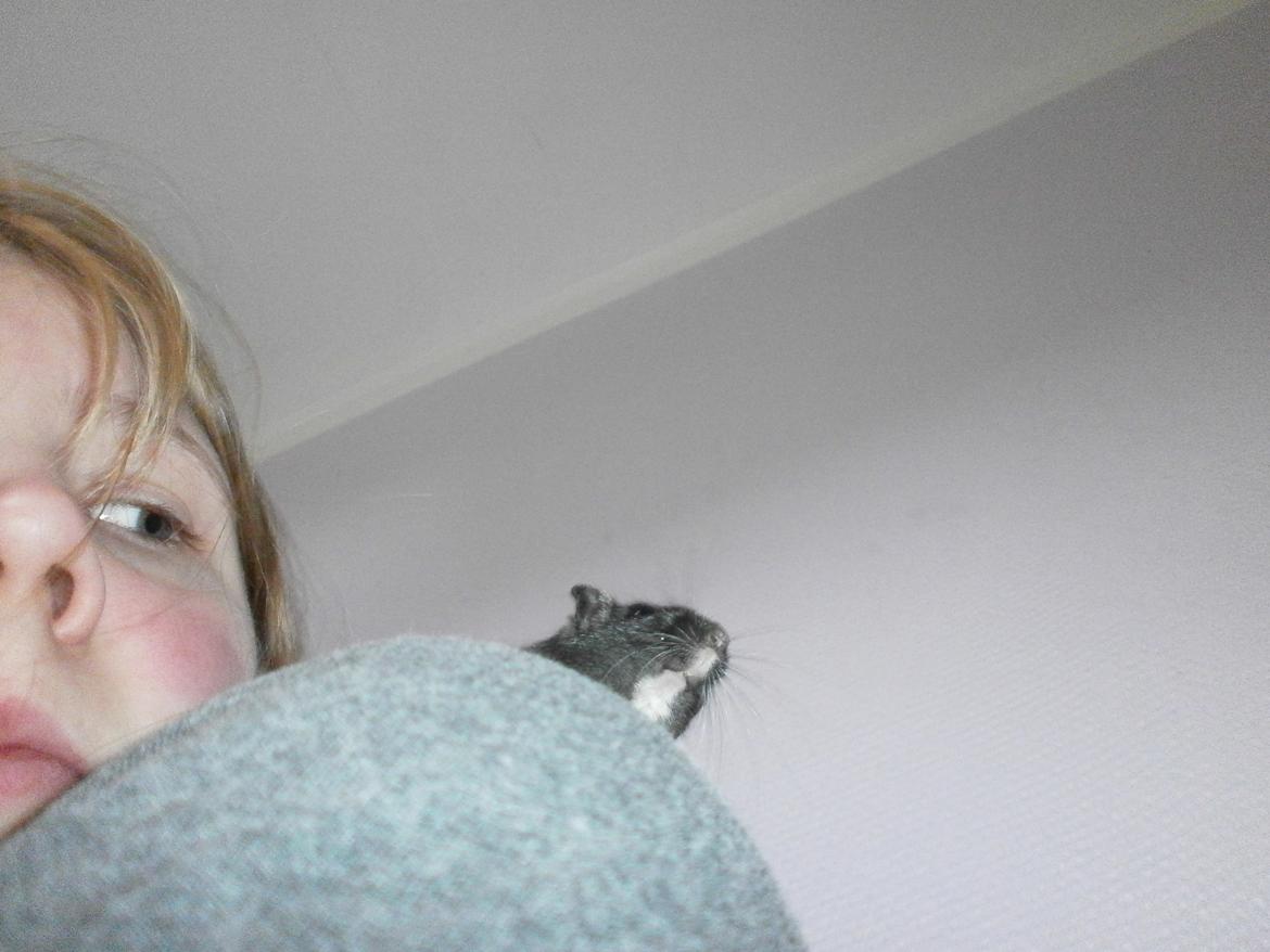 Ørkenrotte Princess Tuka billede 6