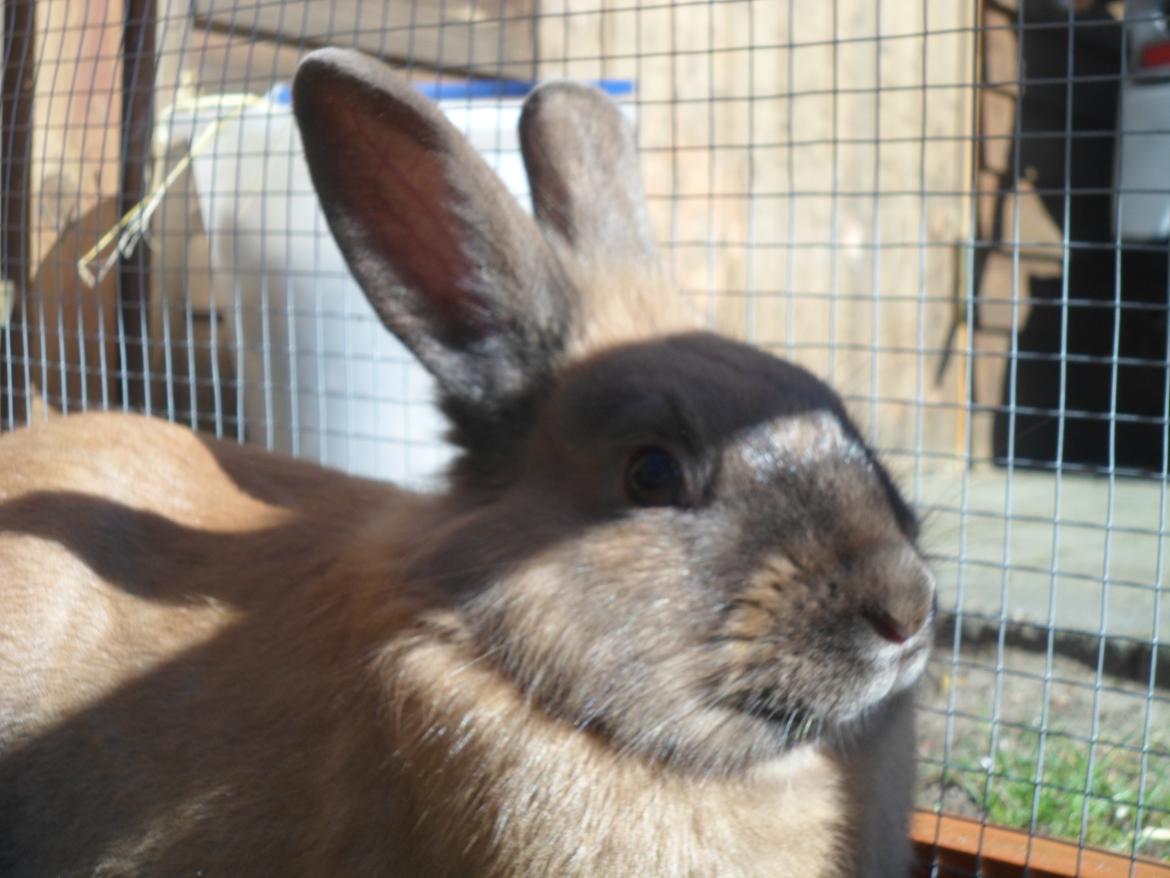 Kanin Prince Eddie<3 - Gået bort - Min skat<3 billede 4