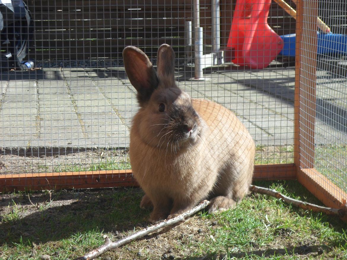 Kanin Prince Eddie<3 - Gået bort billede 5