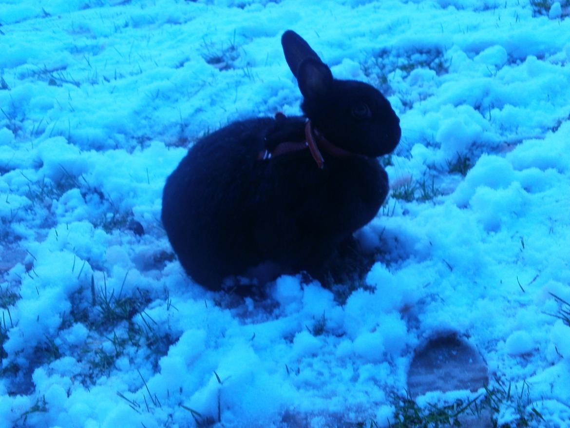 Kanin Molly billede 7