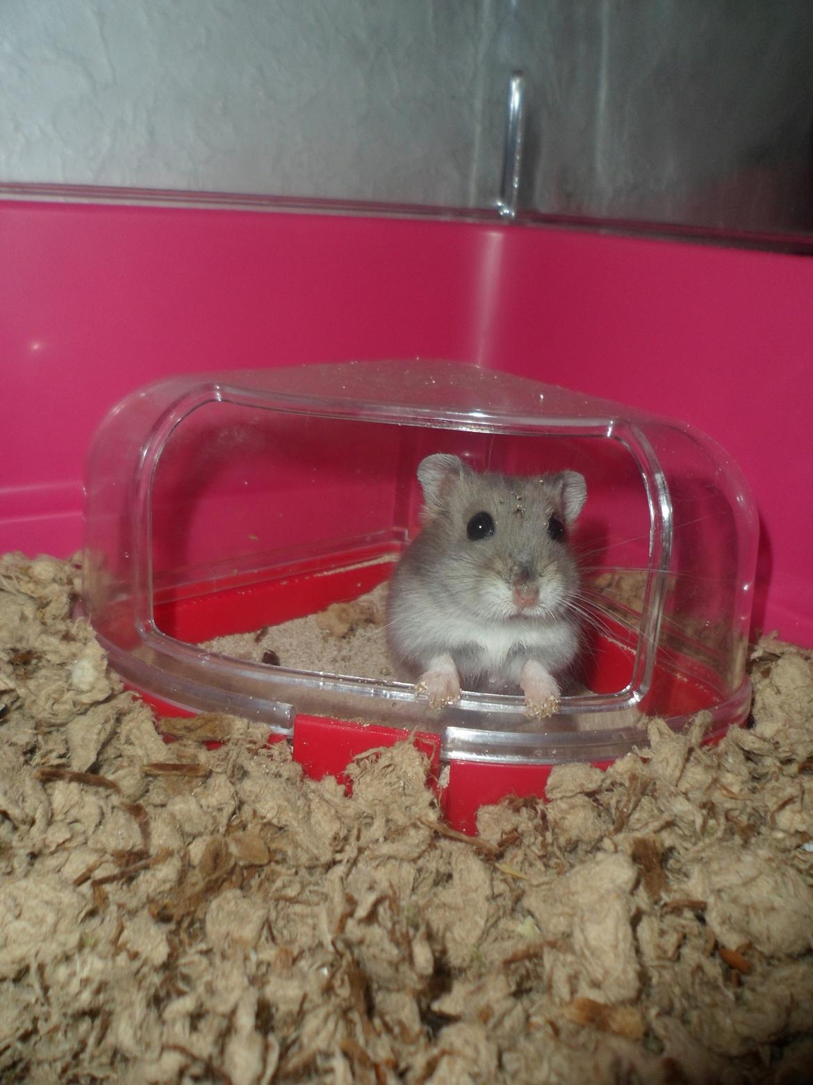 Dværghamster Donau's Jenna Sommers - Gået bort billede 1