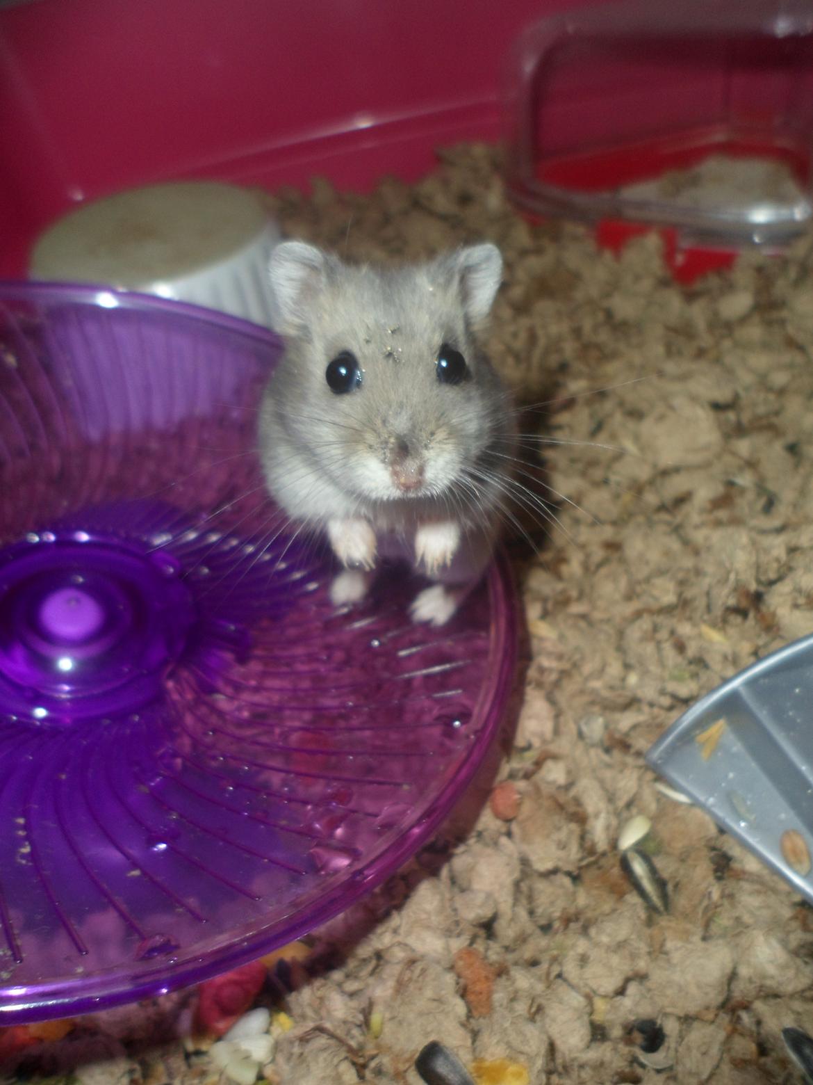 Dværghamster Donau's Jenna Sommers - Gået bort billede 12