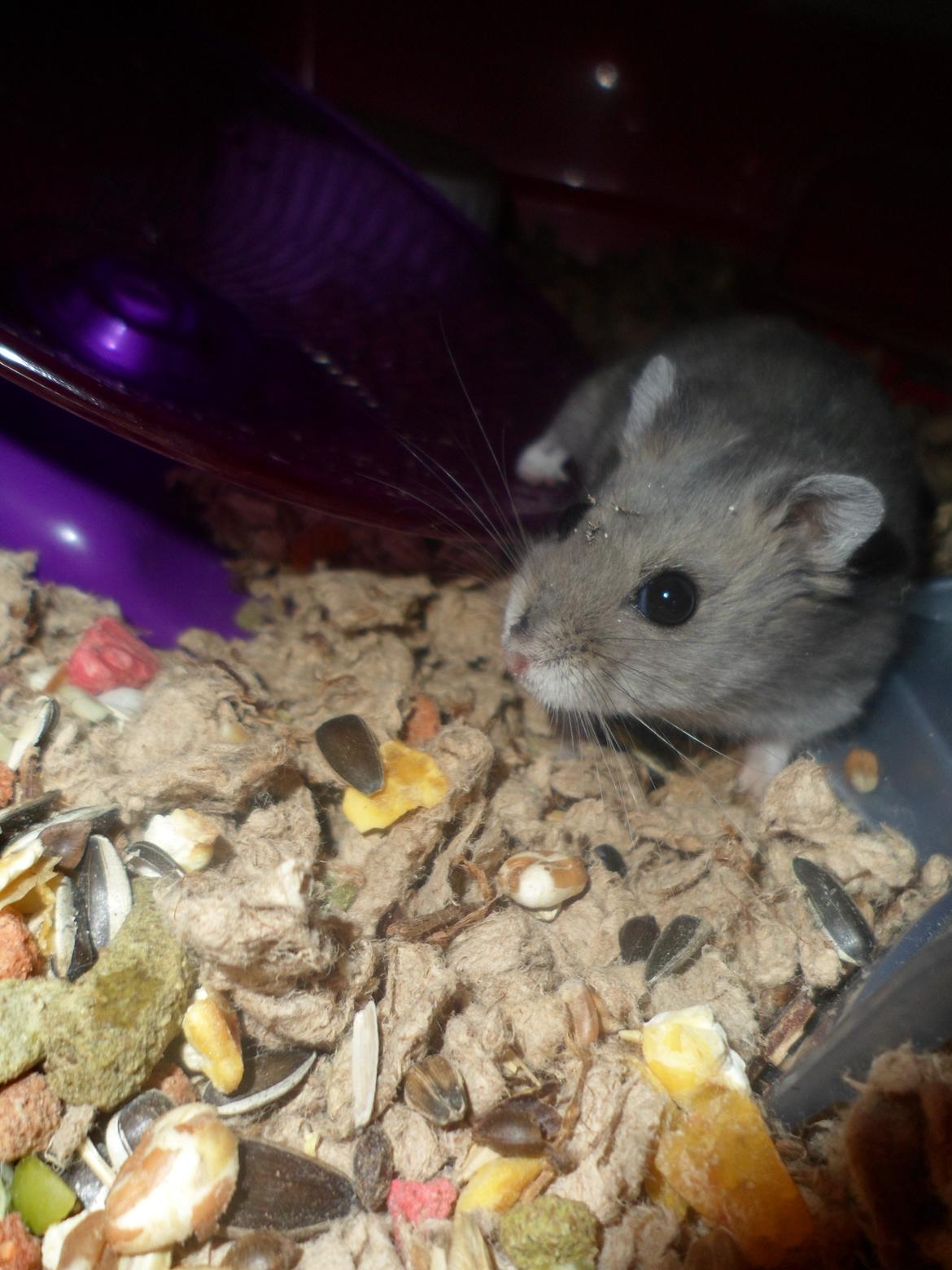 Dværghamster Donau's Jenna Sommers - Gået bort billede 13