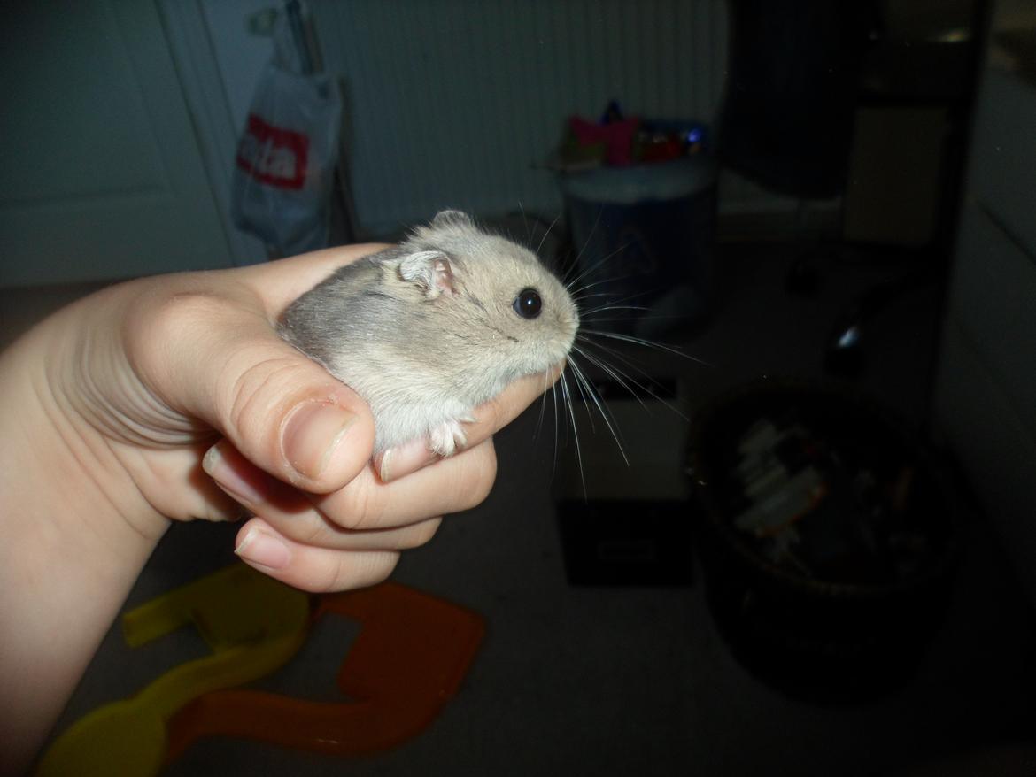 Dværghamster Donau's Jenna Sommers - Gået bort billede 14
