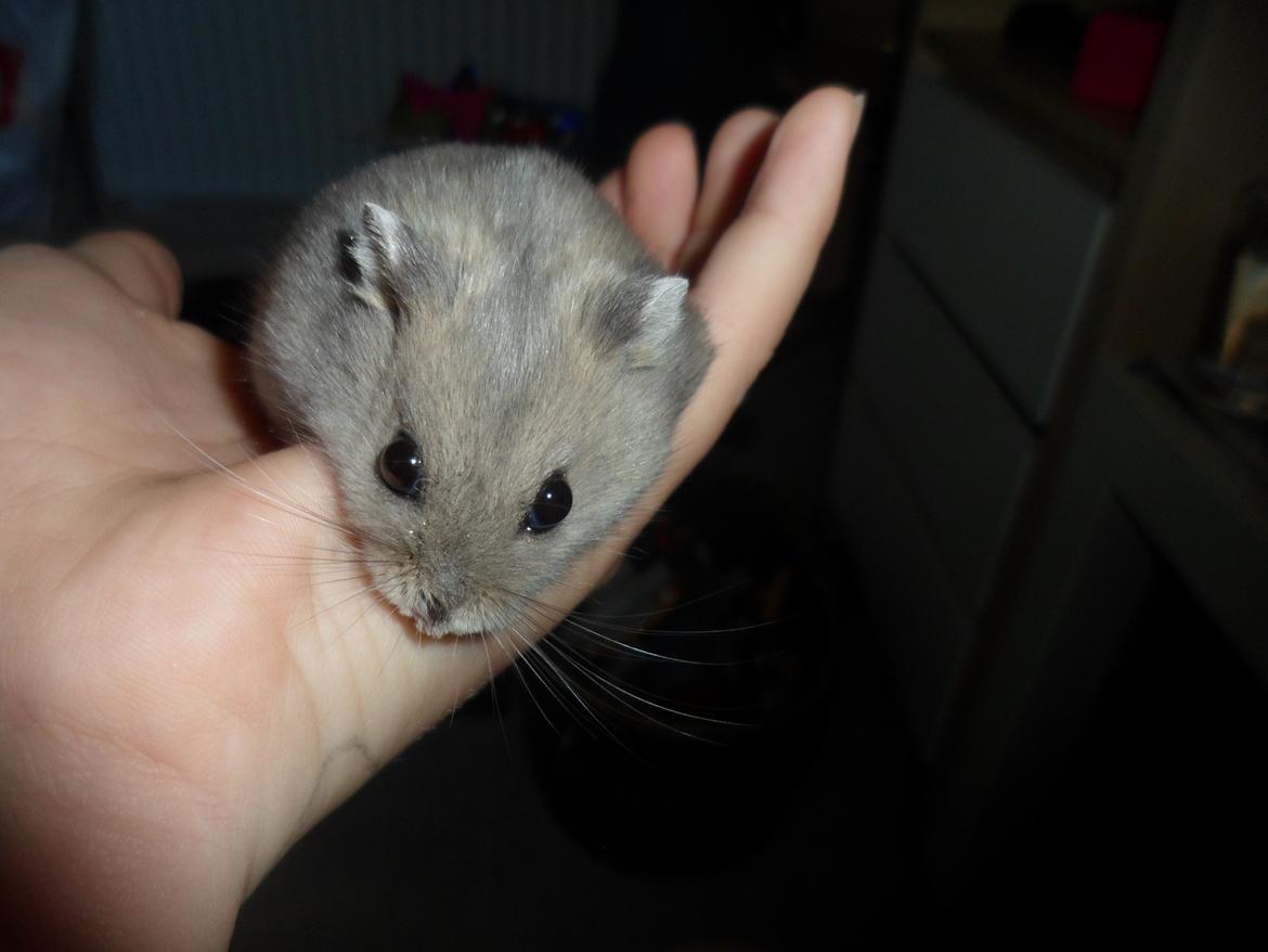 Dværghamster Donau's Jenna Sommers - Gået bort billede 15