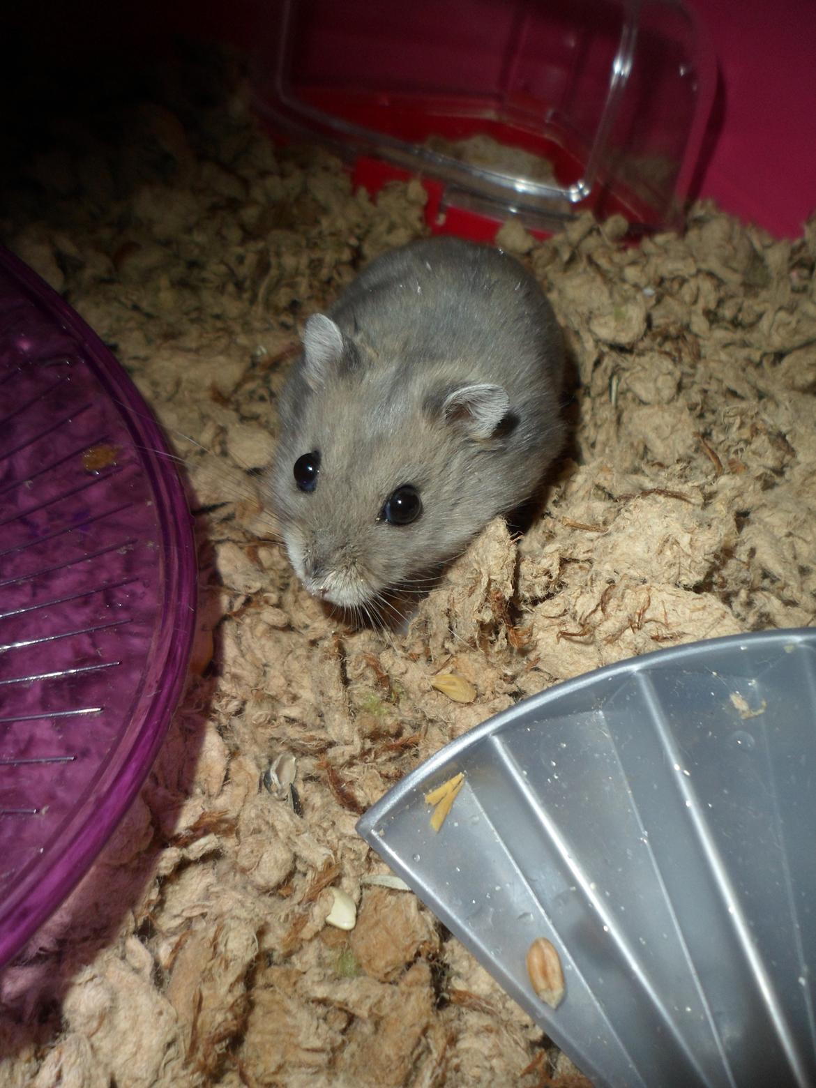Dværghamster Donau's Jenna Sommers - Gået bort billede 16