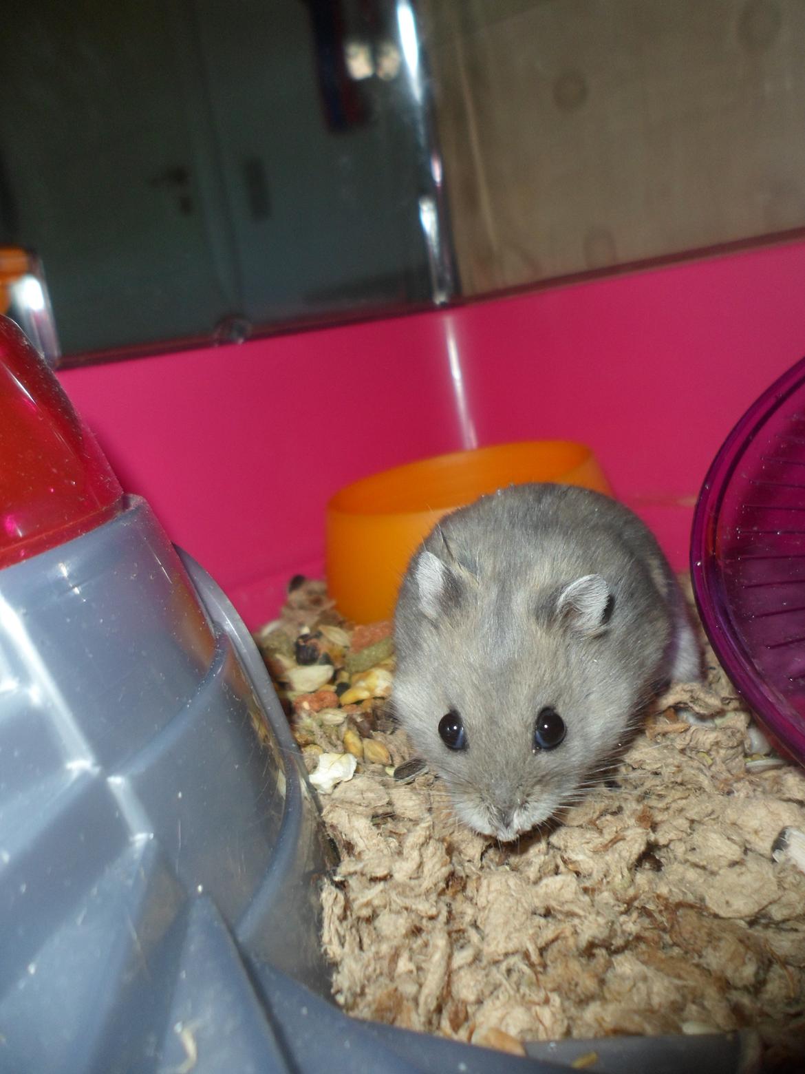 Dværghamster Donau's Jenna Sommers - Gået bort billede 17