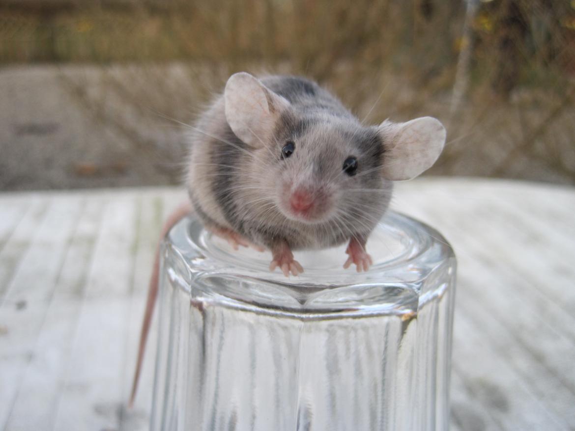 Mus Stald Picnic's Qvark billede 1