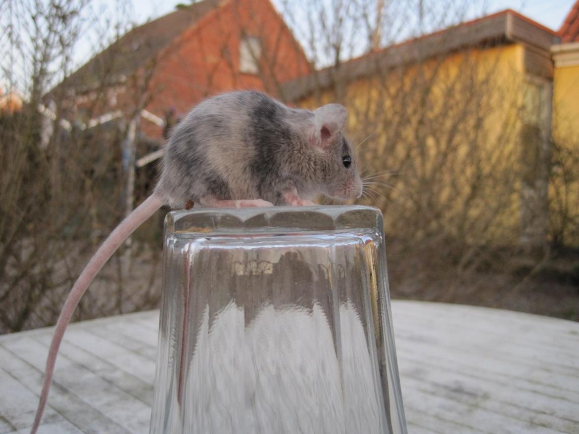 Mus Stald Picnic's Qvark billede 2