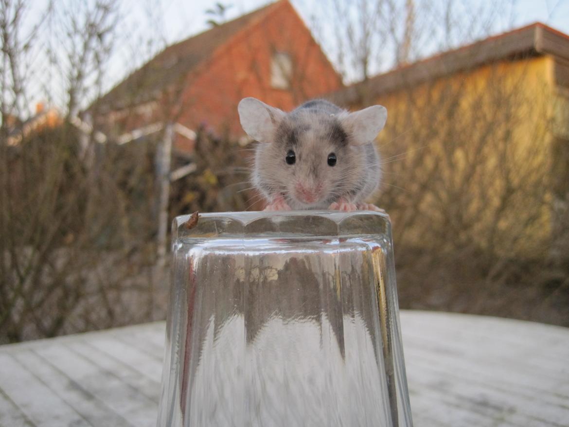 Mus Stald Picnic's Qvark billede 3