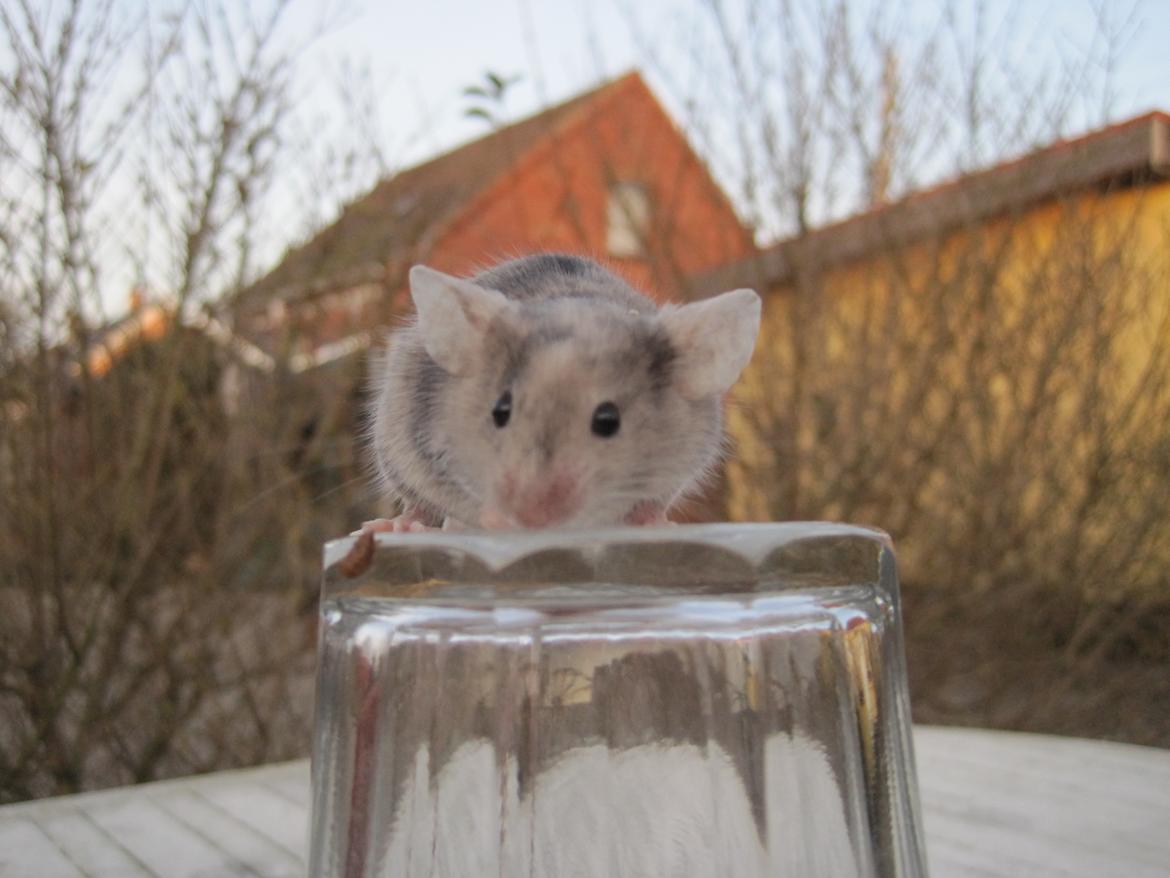 Mus Stald Picnic's Qvark billede 4