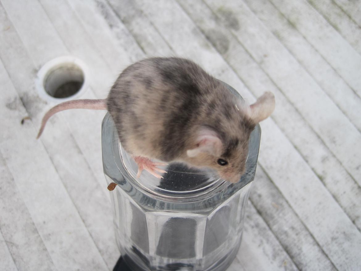 Mus Stald Picnic's Qvark billede 5