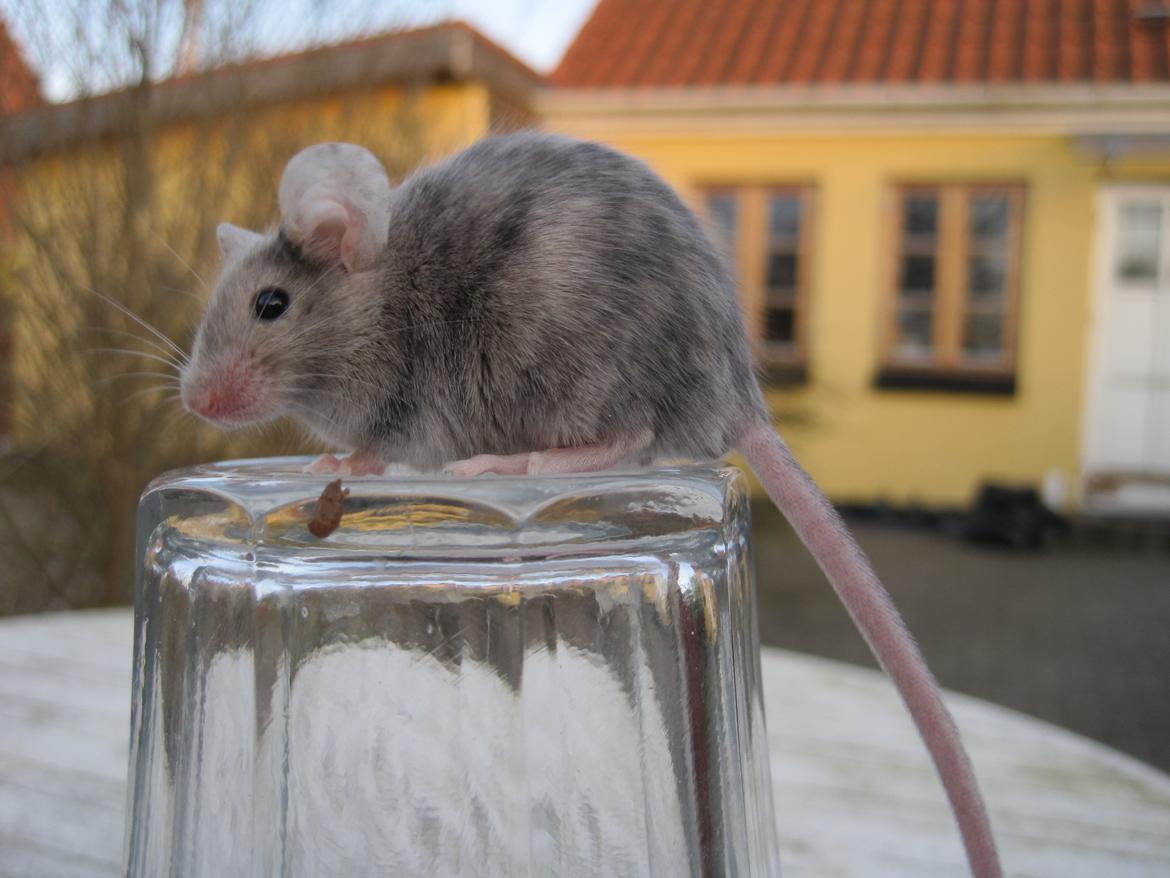 Mus Stald Picnic's Qvark billede 6