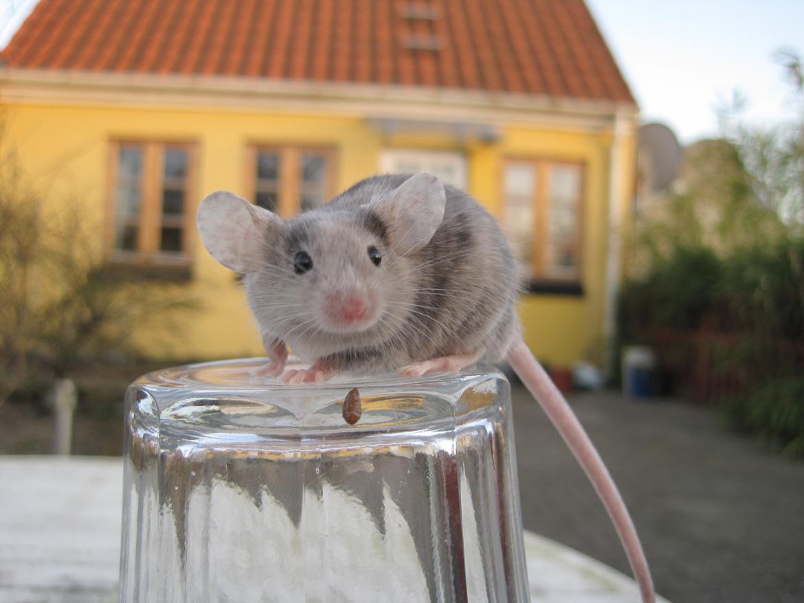 Mus Stald Picnic's Qvark billede 7