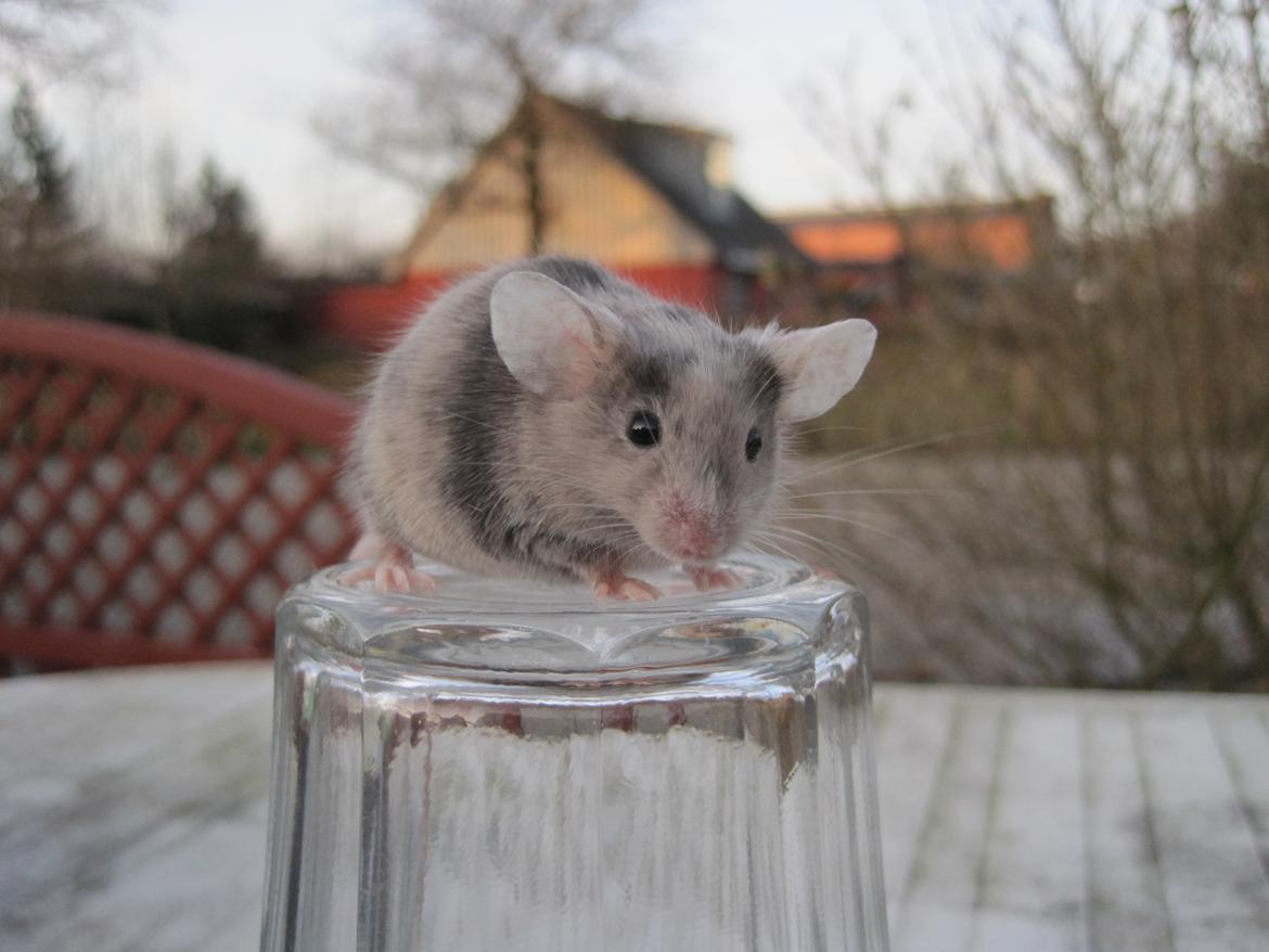 Mus Stald Picnic's Qvark billede 8