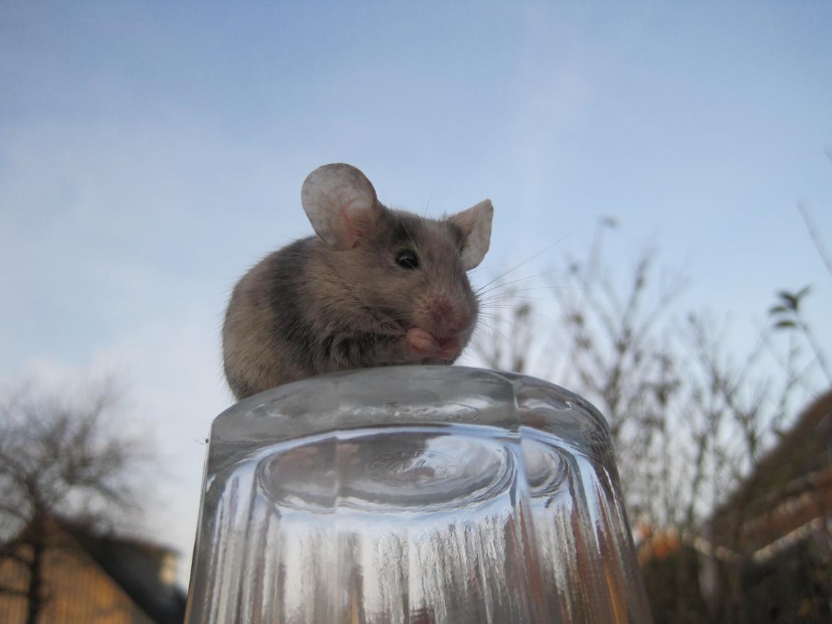 Mus Stald Picnic's Qvark billede 9