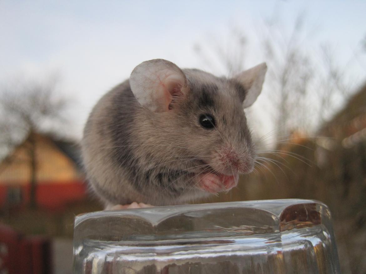 Mus Stald Picnic's Qvark billede 10