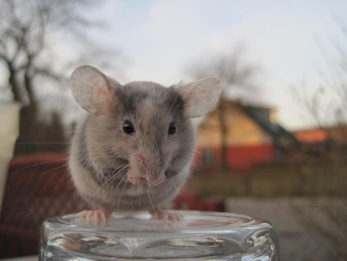 Mus Stald Picnic's Qvark billede 11