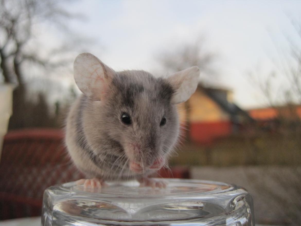 Mus Stald Picnic's Qvark billede 12